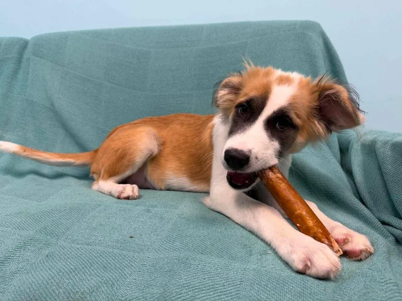 A baby medium-sized female Mixed Breed dog named Moxie for adoption in Raleigh, NC