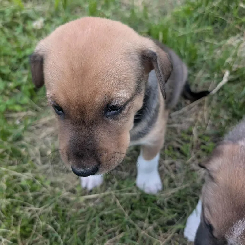 A baby medium-sized male Yellow / Tan / Blond / Fawn Shepherd dog named Hershey for adoption in Pittsburg, KS