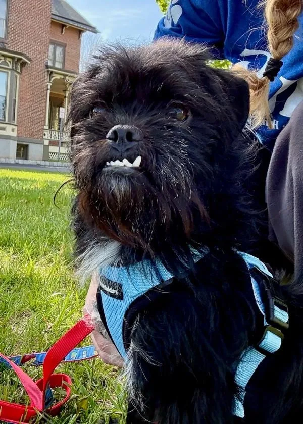 Mylo