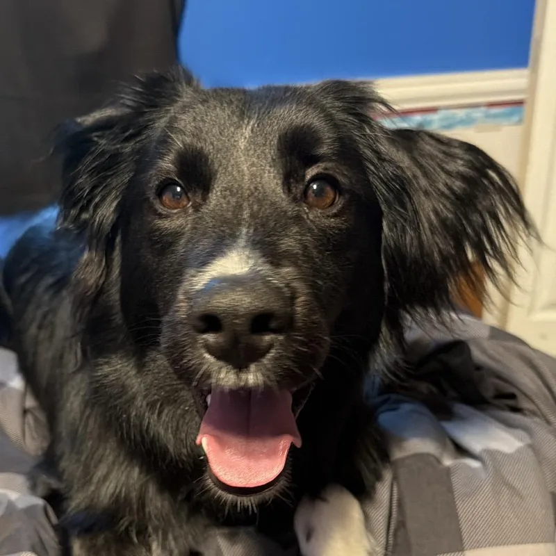 A young medium-sized female Black Labrador Retriever dog named Marley Sable for adoption in Greenfield, IN