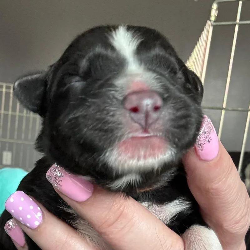 Marley  Sable thumbnail 2