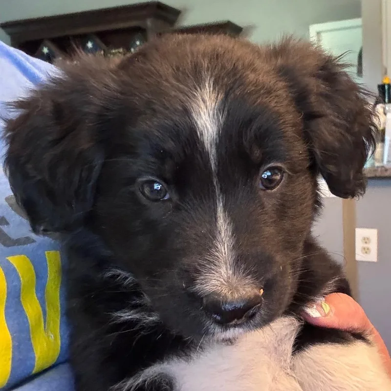 Marley  Sable thumbnail 3