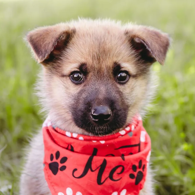 King D Arriving thumbnail 3