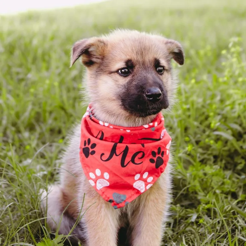 King D Arriving thumbnail 4