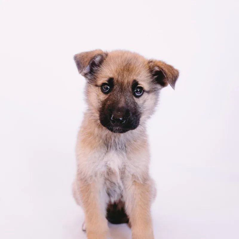 King D Arriving thumbnail 5