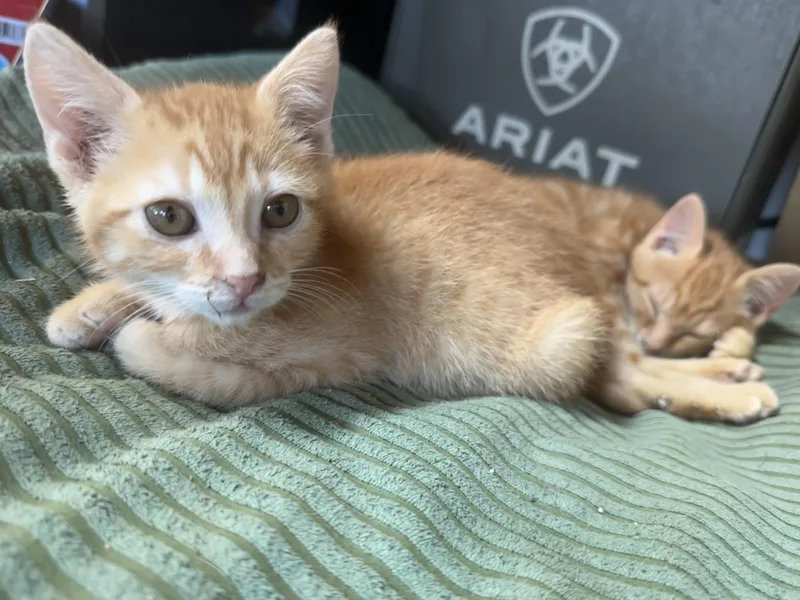 A baby medium-sized male Tabby (Orange / Red) Domestic Short Hair cat named Apricot for adoption in Sunnyside, WA