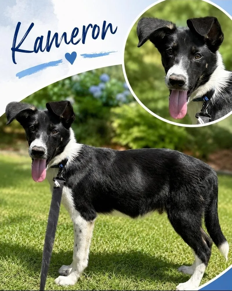A baby medium-sized male Border Collie dog named Kameron for adoption in China Township, MI