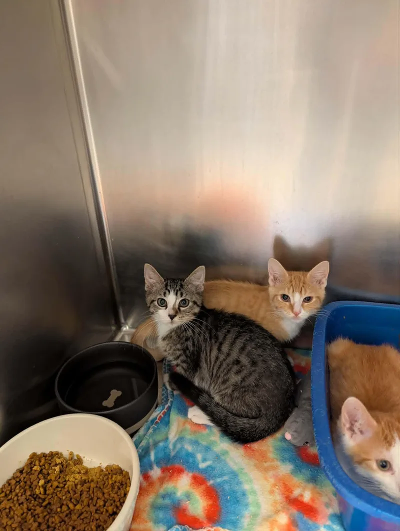 A baby medium-sized male Tabby (Buff / Tan / Fawn) Domestic Short Hair cat named Tantor for adoption in Chambersburg, PA