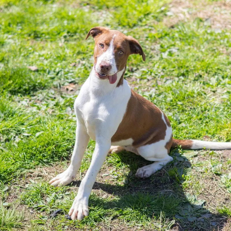 A baby medium-sized female Brown / Chocolate Labrador Retriever dog named Lillie for adoption in Newark, DE