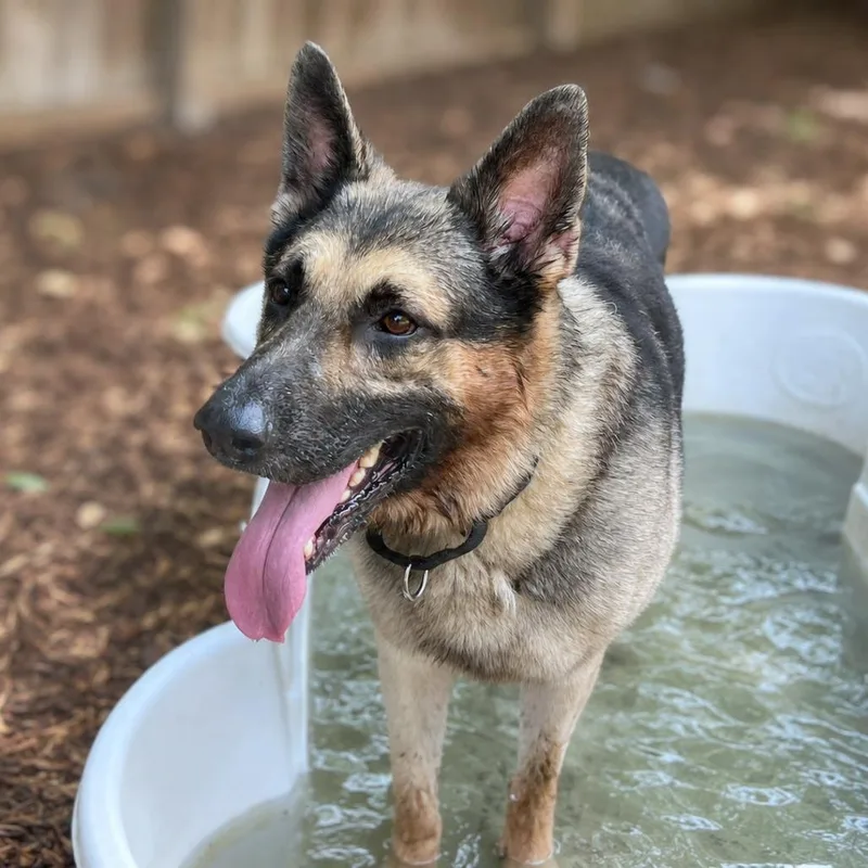 An adult large-sized male Brown / Chocolate German Shepherd Dog dog named Garity for adoption in Boerne, TX