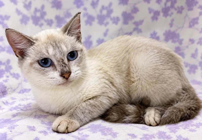A young medium-sized female Domestic Short Hair cat named Rosemarie the Lynx Point for adoption in Oviedo, FL