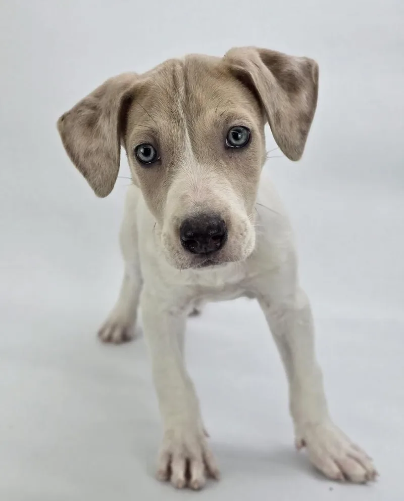 A baby large-sized female White / Cream Great Dane dog named Phoenix for adoption in Sedalia, CO