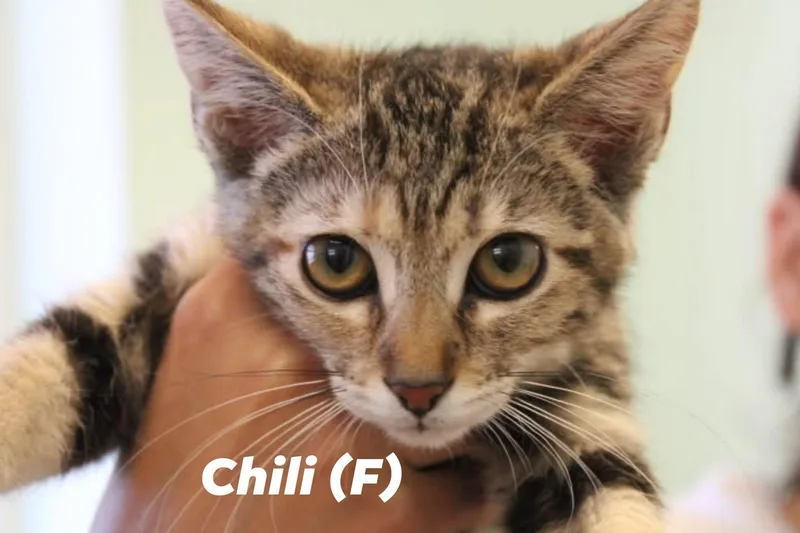A baby medium-sized female Black Domestic Short Hair cat named Chili and Pepper for adoption in Weaverville, CA
