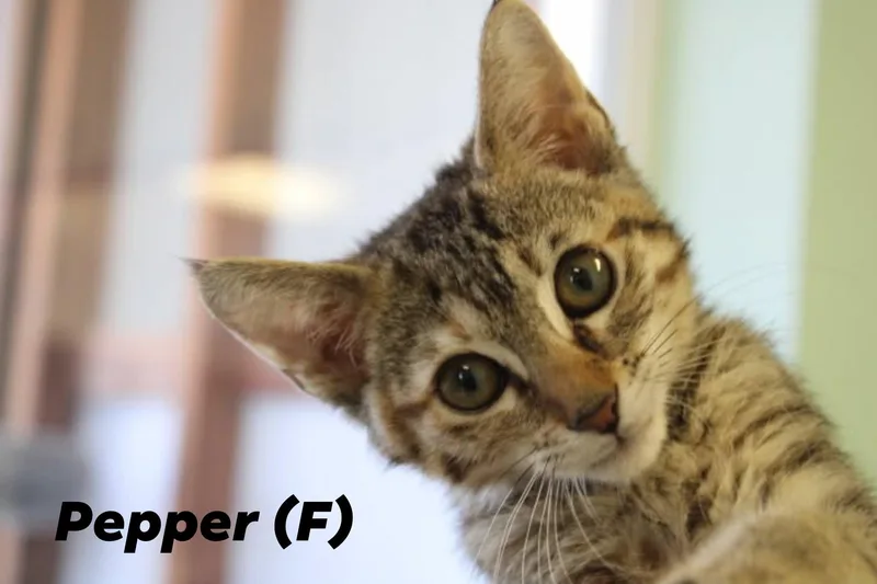 Chili and Pepper thumbnail 2