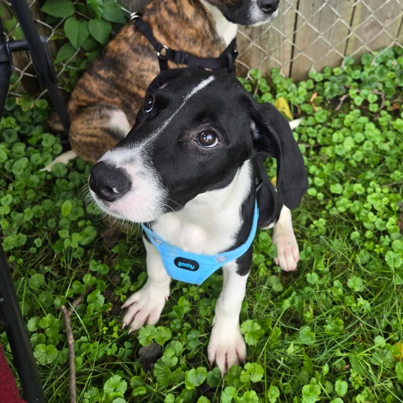 A baby medium-sized female Hound dog named Aspen for adoption in Rochester, MN