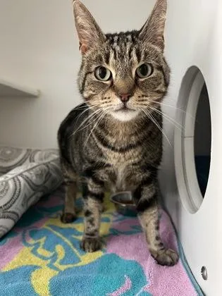 An adult medium-sized female Domestic Short Hair cat named Felicity for adoption in Traverse City, MI