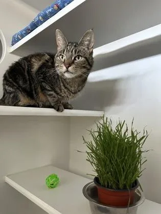 Felicity thumbnail 3