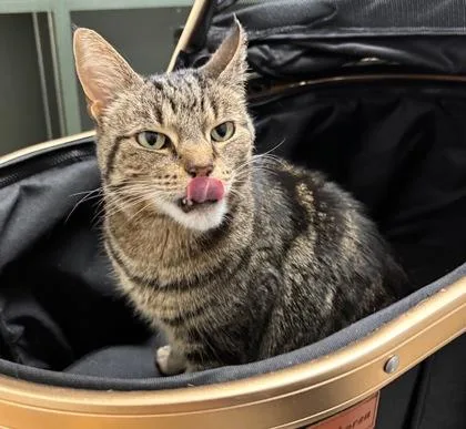 Felicity thumbnail 4