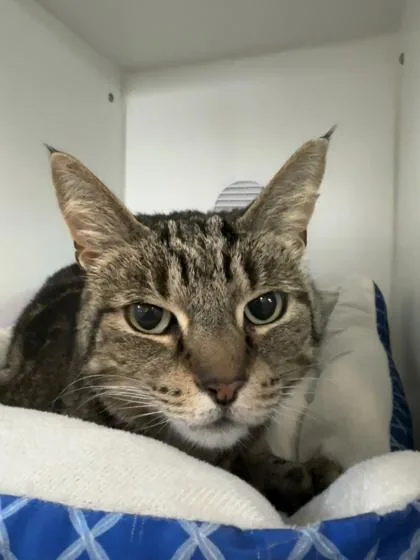 Felicity thumbnail 5