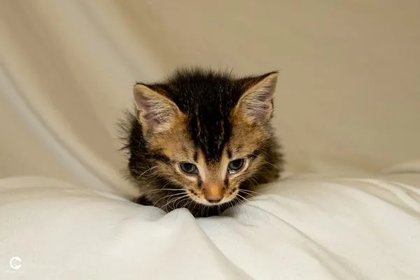 A young medium-sized female Domestic Short Hair cat named Parfait for adoption in Denver, CO
