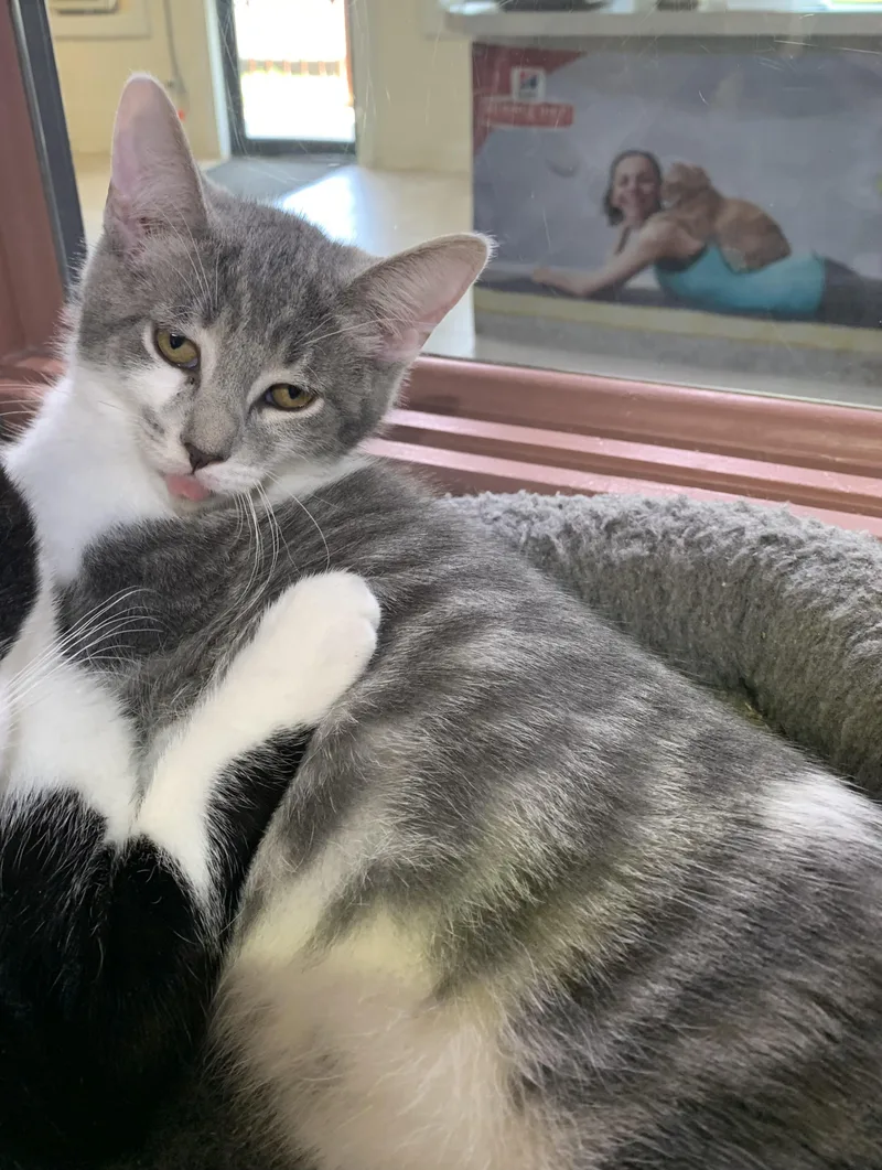 A young medium-sized male Tabby (Gray / Blue / Silver) Domestic Short Hair cat named Hewey for adoption in Massena, NY