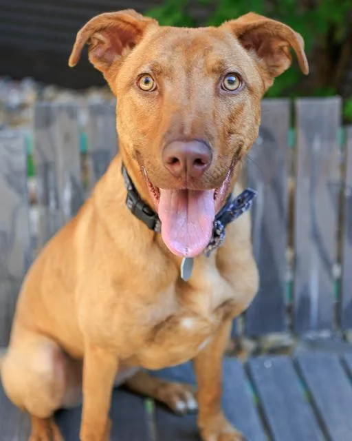 A young large-sized female Pit Bull Terrier dog named Bella for adoption in Brighton, CO