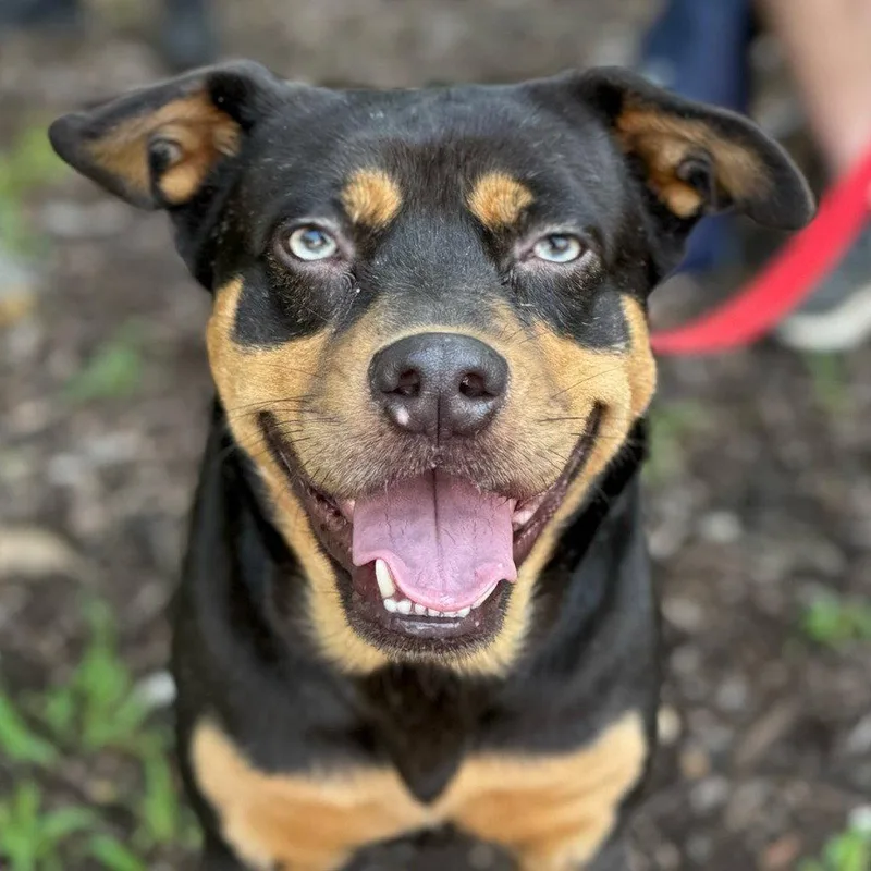 A young large-sized female Labrador Retriever dog named Onyx for adoption in Bloomfield, CT