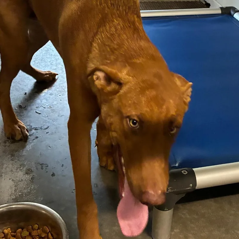 A young medium-sized male German Shepherd Dog dog named Zombie for adoption in Richmond Hill, GA