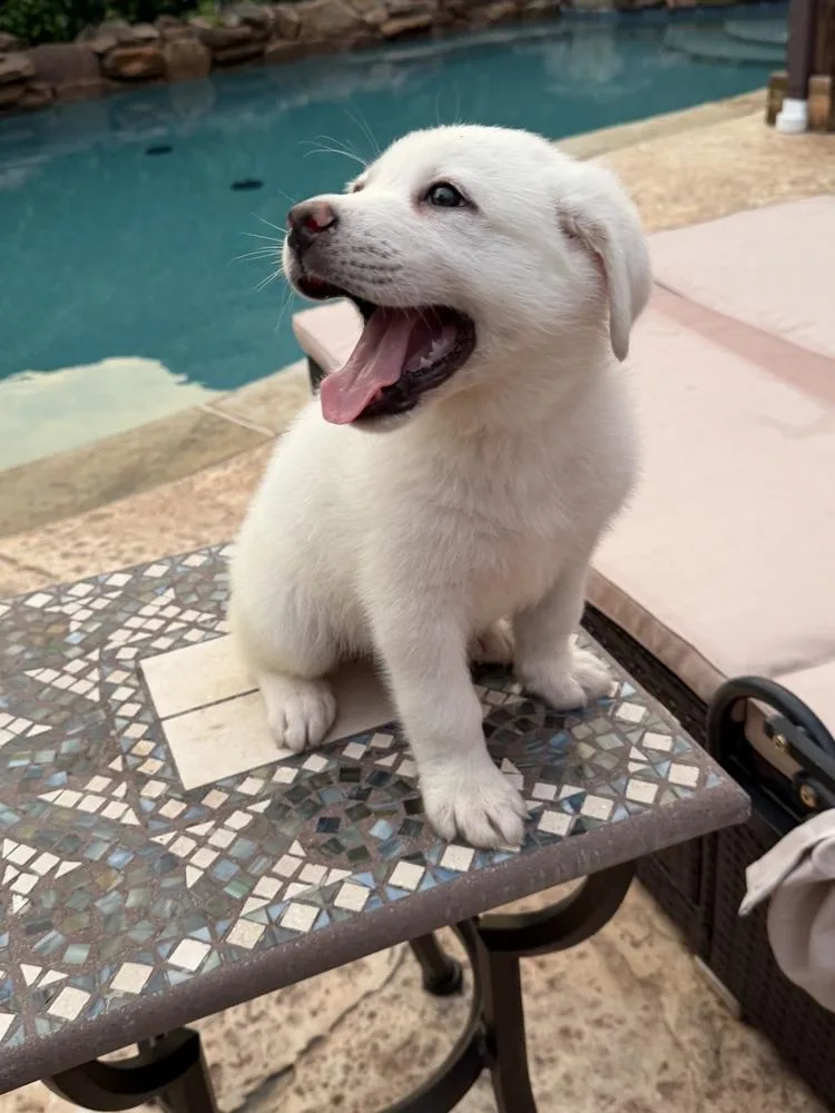 A baby small-sized male Great Pyrenees dog named Snowflake Crew: Koda for adoption in Dallas, TX