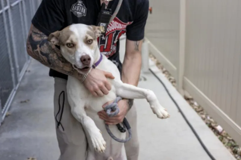 An adult medium-sized male White / Cream Mixed Breed dog named Eggnog for adoption in Terre Haute, IN