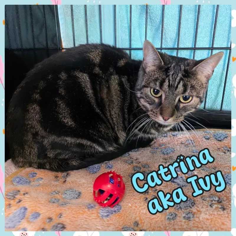 An adult medium-sized female Black & White / Tuxedo Domestic Short Hair cat named Catrina Aka Ivy "beebs" for adoption in Southbury, CT