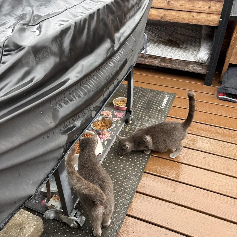 An adult medium-sized female Gray / Blue / Silver Domestic Short Hair cat named Mama Pollux for adoption in Mount Juliet, TN