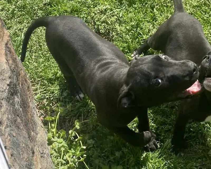 Bella Rosa thumbnail 3