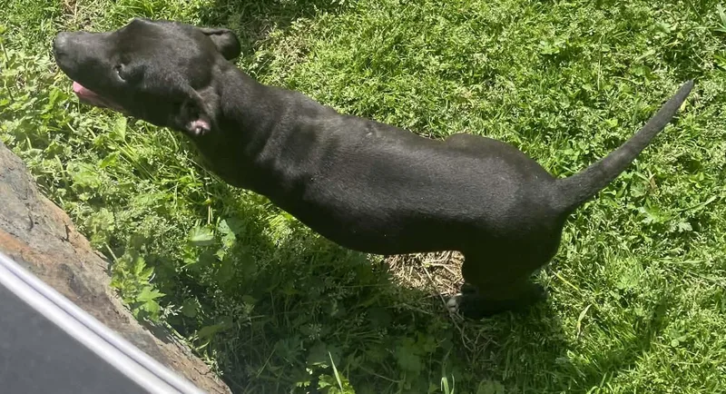 Bella Rosa thumbnail 4