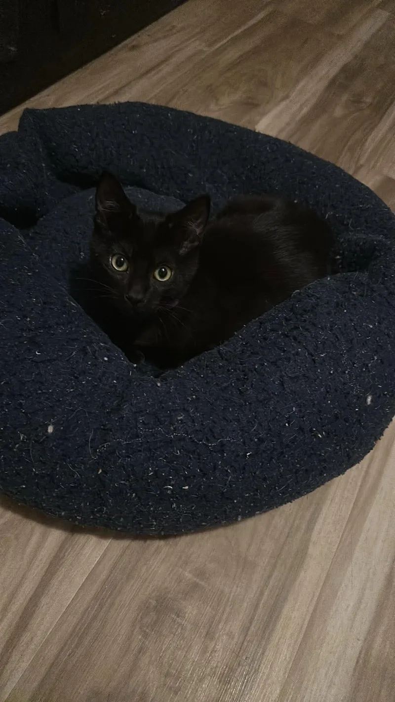 A baby medium-sized male Black Domestic Short Hair cat named Brian for adoption in Oklahoma City, OK