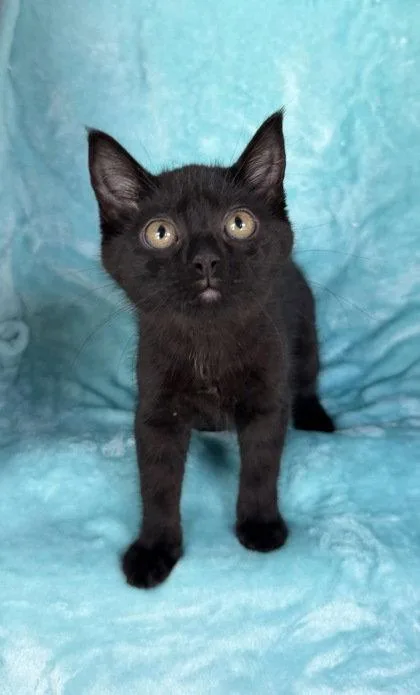 A baby small-sized female Black Domestic Short Hair cat named 7032 (Minnie) for adoption in Lake City, MI