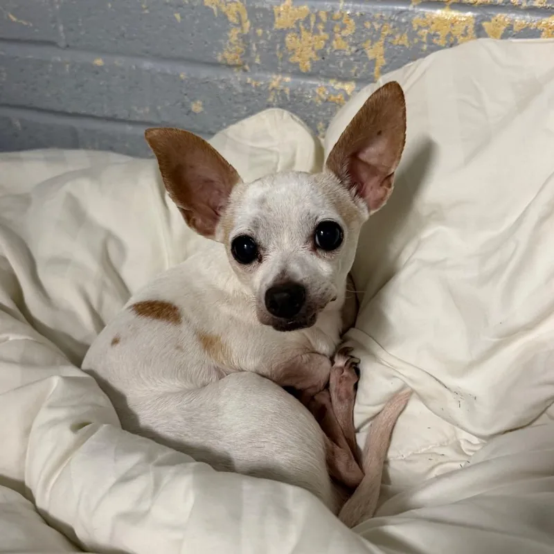 Rufus L