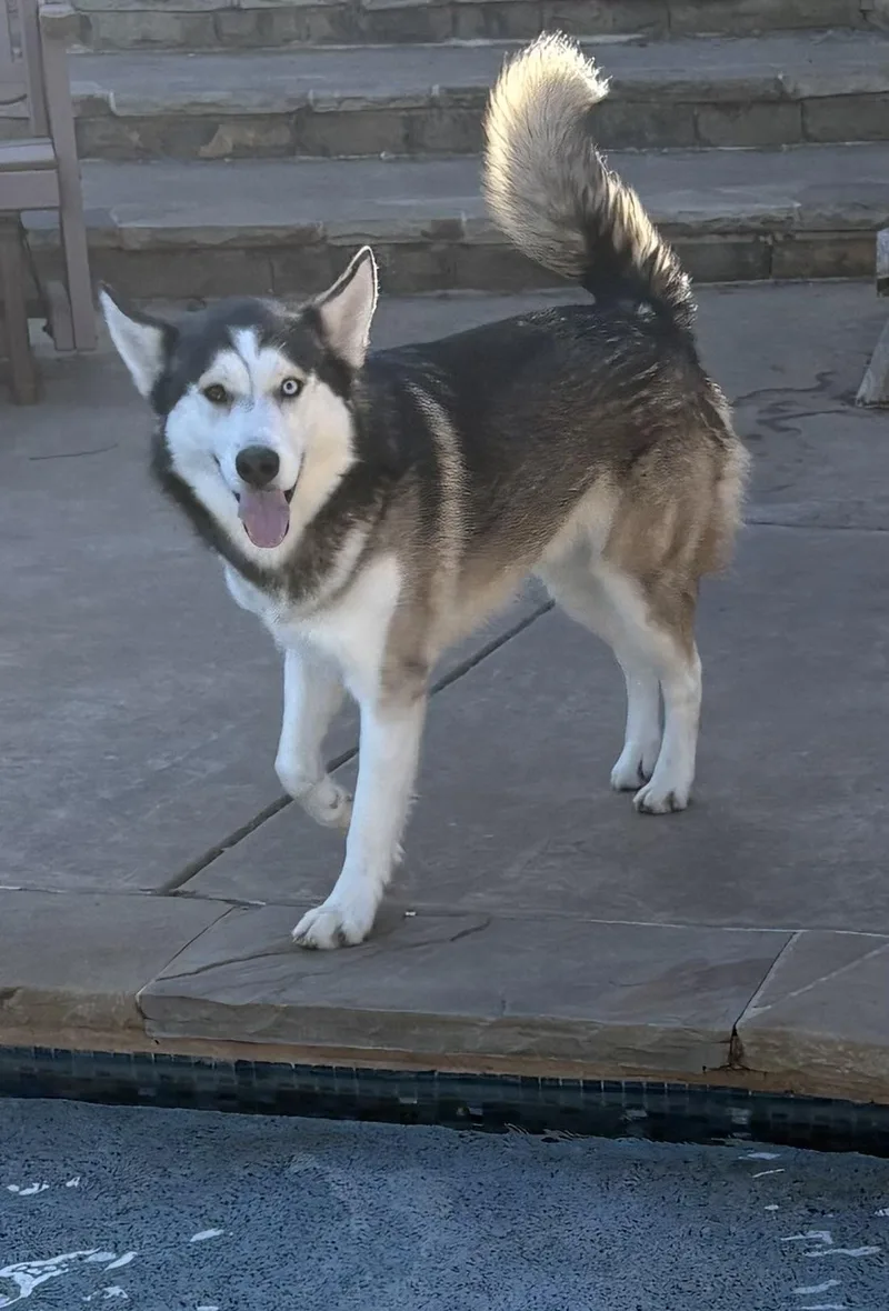 A young medium-sized male Husky dog named Journey for adoption in Lavon, TX