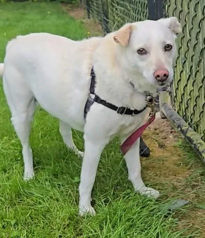 A senior medium-sized female White / Cream Mixed Breed dog named Lila for adoption in Stanwood, WA