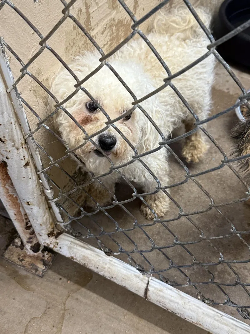 A young small-sized male Bichon Frise dog named Q for adoption in Blue Springs, MO