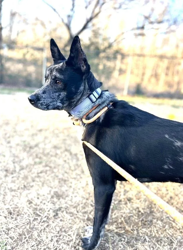 Stella Luna thumbnail 3