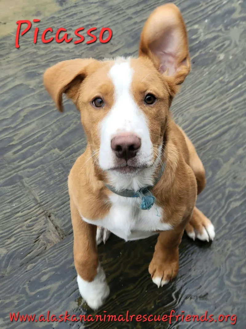 An adult large-sized male Labrador Retriever dog named Picasso for adoption in Anchorage, AK