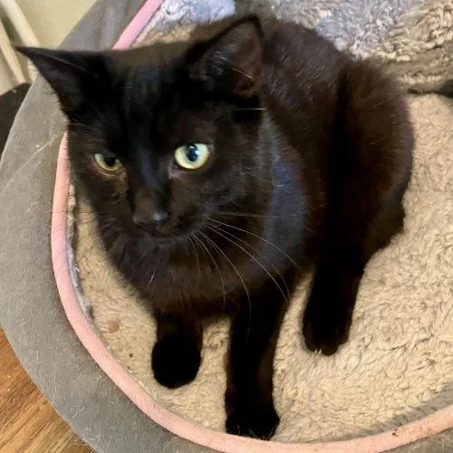 A young small-sized female Domestic Short Hair cat named Cinder for adoption in Knoxville, TN