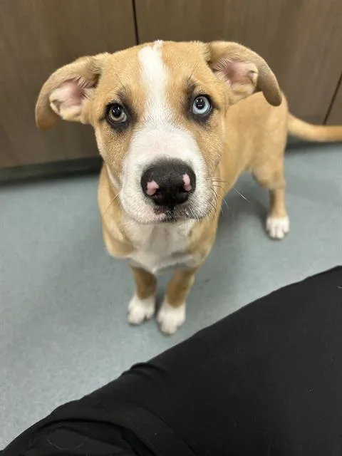 A baby small-sized male German Shepherd Dog dog named Potato Grease for adoption in Baytown, TX