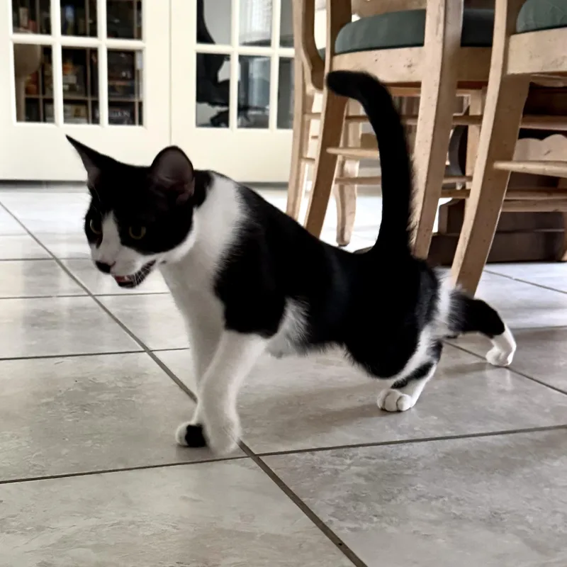 A baby medium-sized male Black & White / Tuxedo Domestic Short Hair cat named Anton for adoption in Liverpool, TX