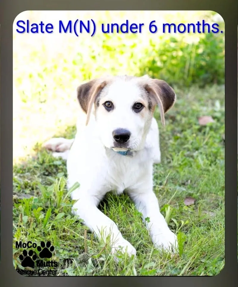 A baby medium-sized male White / Cream Mixed Breed dog named Slate for adoption in Chardon, OH