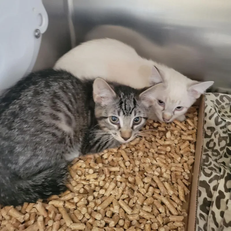 A baby small-sized female Brown / Chocolate Domestic Short Hair cat named WAGSStray for adoption in Westminster, CA