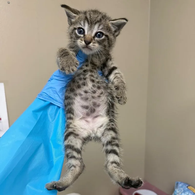 A baby small-sized male Brown / Chocolate Domestic Short Hair cat named Viggo for adoption in Birmingham, AL