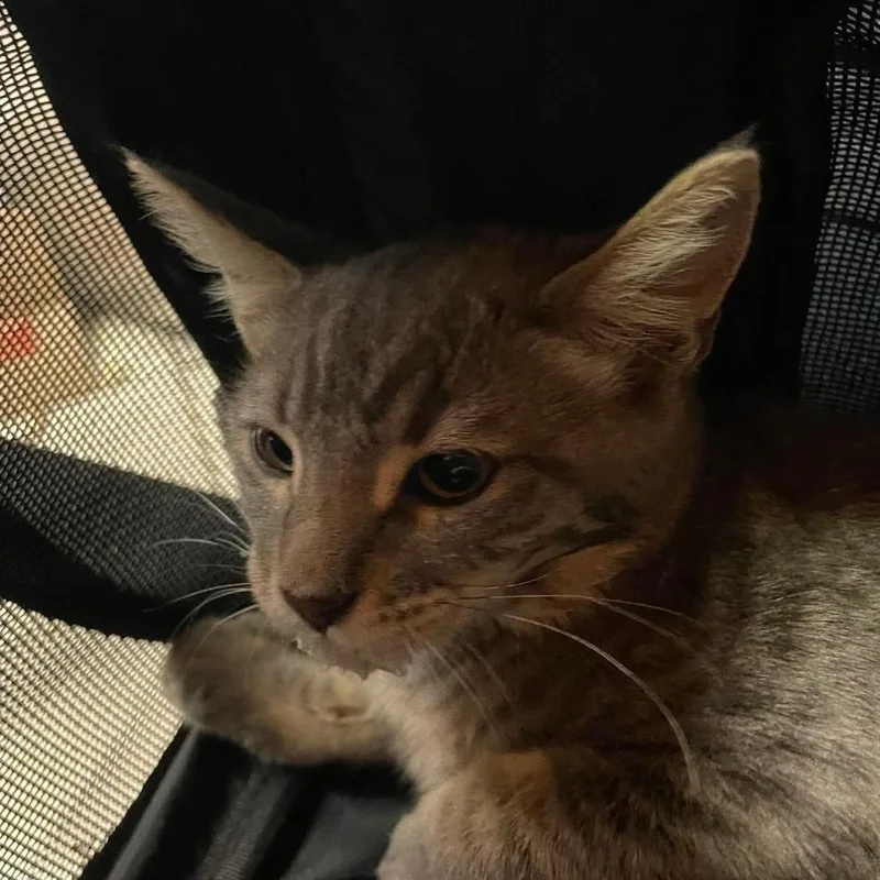 A baby small-sized male Gray / Blue / Silver Domestic Short Hair cat named Pacific for adoption in Hemet, CA