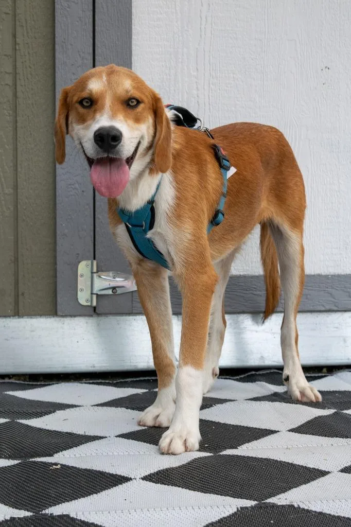 A young medium-sized male Great Pyrenees dog named Mountain Litter Rocky for adoption in Savage, MN